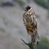 Aufgeplustert wegen des schlechten Wetters: der auch aus Europa bekannte Baumfalke ((Falco subbuteo). Dessen auffälligstes Merkmal sind seine rostroten 'Hosen' (Beingefieder und Unterschwanzdecken).